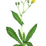 Attēlu rezultāti vaicājumam “Crepis paludosa leaf”