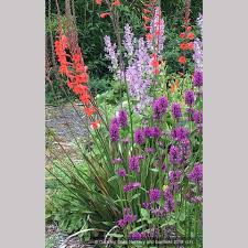 Attēlu rezultāti vaicājumam “Stachys officinalis”