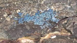 Attēlu rezultāti vaicājumam “Badhamia affinis”