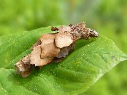 Attēlu rezultāti vaicājumam “Canephora hirsuta”