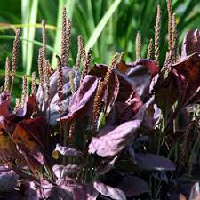 Attēlu rezultāti vaicājumam “Plantago major”