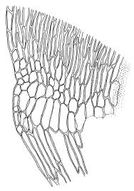 Attēlu rezultāti vaicājumam “Warnstorfia fluitans”