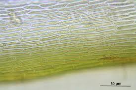 Attēlu rezultāti vaicājumam “Tomentypnum nitens”