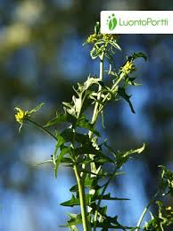 Attēlu rezultāti vaicājumam “Sisymbrium volgense”