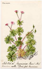 Attēlu rezultāti vaicājumam “Geranium molle flower”