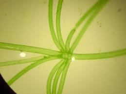 Attēlu rezultāti vaicājumam “Nitella sp.”