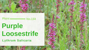 Attēlu rezultāti vaicājumam “Lythraceae”