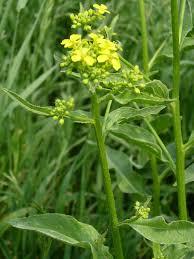 Attēlu rezultāti vaicājumam “Bunias orientalis bud”