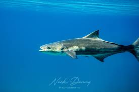 Image result for Rachycentron canadum