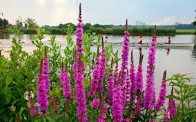 Image result for Blutweiderich