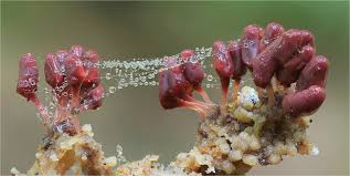 Attēlu rezultāti vaicājumam “Arcyria affinis”