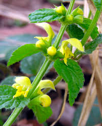 Attēlu rezultāti vaicājumam “Lamiastrum galeobdolon”