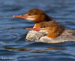 Attēlu rezultāti vaicājumam “Mergus merganser female”