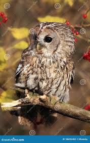 Attēlu rezultāti vaicājumam “Strix aluco female”