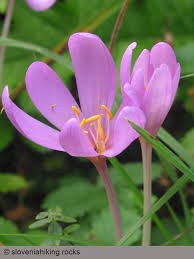 Attēlu rezultāti vaicājumam “Colchicaceae”