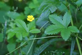 Attēlu rezultāti vaicājumam “Rosaceae”