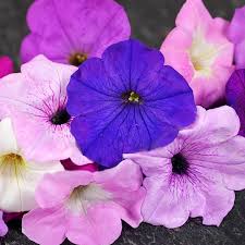 Image result for Petunia