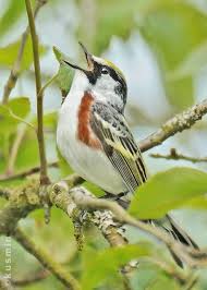 Image result for Dendroica pensylvanica