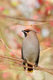 Attēlu rezultāti vaicājumam “Bombycilla garrulus”