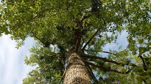 Attēlu rezultāti vaicājumam “Populus x jackii”