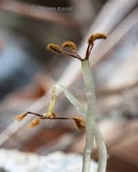 Attēlu rezultāti vaicājumam “Aneura pinguis”