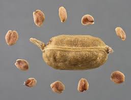 Attēlu rezultāti vaicājumam “Rorippa palustris fruit”