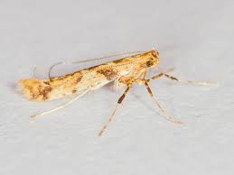 Attēlu rezultāti vaicājumam “Caloptilia hemidactylella”