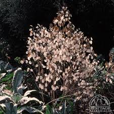 Attēlu rezultāti vaicājumam “Lunaria annua flower”