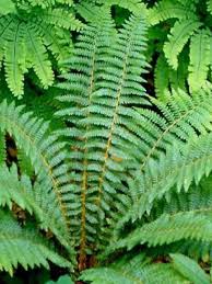 Attēlu rezultāti vaicājumam “Polystichum braunii”