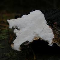 Attēlu rezultāti vaicājumam “Postia sericeomollis”