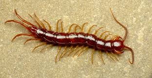 Attēlu rezultāti vaicājumam “Lithobius forficatus”