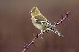 Attēlu rezultāti vaicājumam “Fringilla coelebs female”