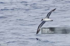 Image result for Pterodroma hasitata