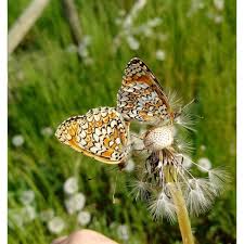 Attēlu rezultāti vaicājumam “Melitaea phoebe”