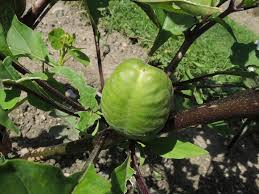 Attēlu rezultāti vaicājumam “Datura stramonium fruit”