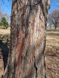 Attēlu rezultāti vaicājumam “Taxodium distichum”