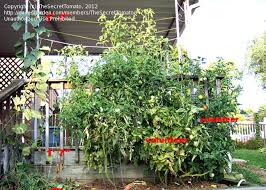 Afbeeldingsresultaat voor anna russian tomato