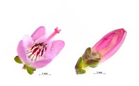 Attēlu rezultāti vaicājumam “Calluna vulgaris bud”