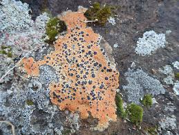 Attēlu rezultāti vaicājumam “Porpidia macrocarpa”