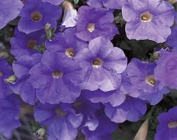 Image result for Petunia hybrida