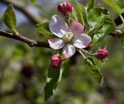 Attēlu rezultāti vaicājumam “Malus domestica flower”