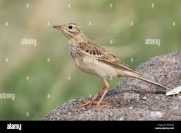 Image result for Anthus godlewskii