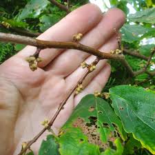 Attēlu rezultāti vaicājumam “Hamamelis virginiana bud”