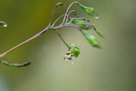 Attēlu rezultāti vaicājumam “Impatiens glandulifera fruit”