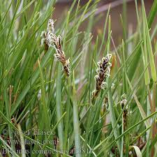 Attēlu rezultāti vaicājumam “Blysmus compressus”