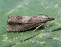 Attēlu rezultāti vaicājumam “Dichrorampha simpliciana”