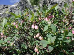 Attēlu rezultāti vaicājumam “Vaccinium uliginosum bud”