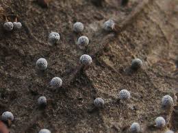 Attēlu rezultāti vaicājumam “Badhamia bethelii macro”