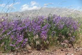 Attēlu rezultāti vaicājumam “Vicia tenuifolia flower”