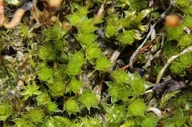 Attēlu rezultāti vaicājumam “Bryum pallescens”